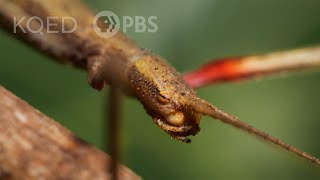 Walking Sticks Stop Drop and Clone to Survive  Deep Look [upl. by Lorne814]