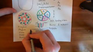 The Pore of the Nicotinic Acetylcholine Receptor Part 2 [upl. by Zuzana785]