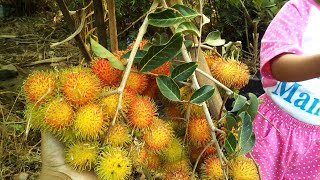 Vlog 1 Dwarf Rambutan Fruit Tree by Grafting Examples [upl. by Sdlonyer566]