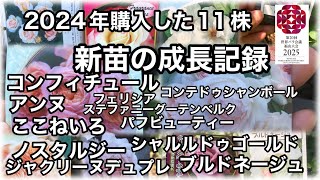 バラ🌹の新苗を底面給水プランターうるオンプランターで育てています。今年春購入した新苗11株の８月6日の成長をごらん下さい。 [upl. by Letsou440]