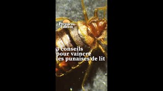 3 conseils pour éviter ou vaincre les punaises de lit [upl. by Eniamrahs]