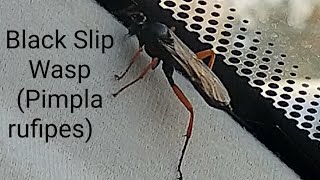 Black Slip Wasp Pimpla rufipes [upl. by Elsilrac825]