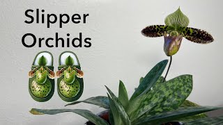 Potting Paphiopedilum Orchid Divisions [upl. by Binnie]