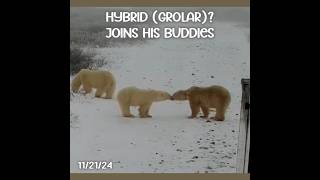 Polar Bears ▪︎ quotGrolarquotor Dirty Joins His Buddies ▪︎ 112124 exploreorg polarbearsinternational [upl. by Carmella]