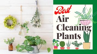 BEST AIR CLEANING PLANTS ǀ NASA Clean Air Study [upl. by Casandra]