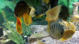 Discus and Severum Fish Pacus Arrowanas in Sierra zvista [upl. by Yelraf]