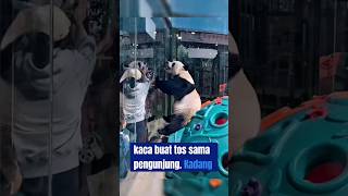 Lingyan si panda aktif shortsvideo [upl. by Sul]