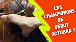 Les champignons de début octobre [upl. by Neelak]