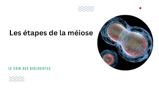 Les étapes de la méiose Animation [upl. by Meggs]