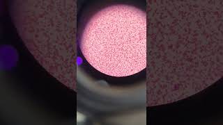 EColi Under microscope after gram staining [upl. by Ynnaf]