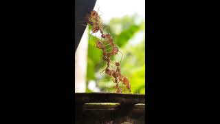 Weaver ants or green ants genus Oecophylla [upl. by Buell]