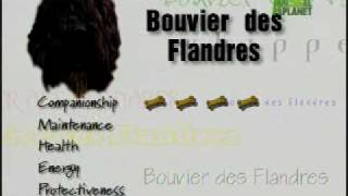 Breed All About It  Bouvier des Flandres [upl. by Maighdiln]