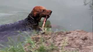 Airedale Terrier schwimmt [upl. by Babita]