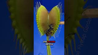 Horse Fly  vs Venus Flytrap shorts venusflytrap science venusplant plant flytrap insect [upl. by Lehacim]