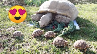 Baby Tortoises Meet Their Mom For the First Time [upl. by Ethelin]