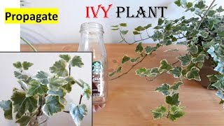 IVY plant Propagate from cutting How to water propagate IVY plant in pot indoor plant [upl. by Ecerehs]