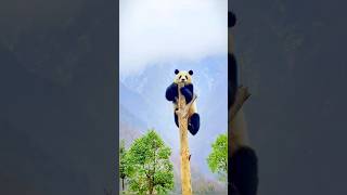 The Funniest Panda Antics Natures Clumsiest and Cutest Creature shorts animals panda pandapic [upl. by Tali]