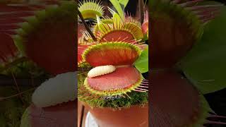 Venus Flytrap Facts The Carnivorous Plant That Eats Insects [upl. by Irina]