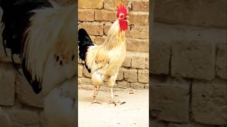 Dais murga ki awaz murga rooster [upl. by Kirtley]