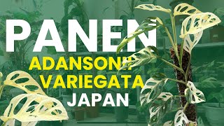 PANEN MONSTERA ADANSONII VARIEGATA JAPAN [upl. by Ailima]