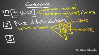 PHONETICS5 Places of Articulation [upl. by Anitsua]