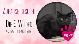 Die 6 wilden Katzen von Hanau [upl. by Analos]