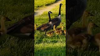 Canada goose family going for a walk… wildlifenaturebirds trending photographybirds [upl. by Daphie584]