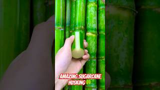 Amazing sugarcane husking🍀 shorts reels trending farming [upl. by Aerdnu]