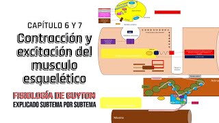 CAP 6 y 7 resumen Contracción y excitación del musculo esquelético l Fisiología de Guyton [upl. by Gunar775]