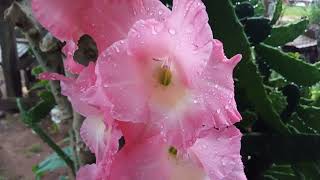 gladiola rosa [upl. by Allan]