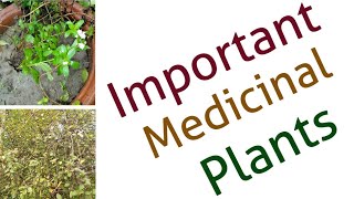 Two important medicinal plants Stevia and Guggul  Latest upload 2018 [upl. by Asir]