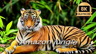 ANIMALS OF AMAZON RAINFOREST 8K Ultra HD – Jungle Wildlife and Sounds [upl. by Cherry]