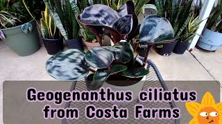 Geogenanthus Ciliatus from Costa Farms [upl. by Marola]