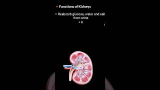 Functions of Kidney kidney biology nephron urinarysystem shorts [upl. by Bonita]