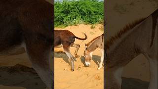 donkeys enjoy fun animals [upl. by Balmuth]