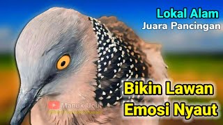 SUARA BURUNG TEKUKUR GACOR MERANGSANG BURUNG TEKUKUR AGAR BUNYI  SUDAH TERBUKTI AMPUH [upl. by Narmak]