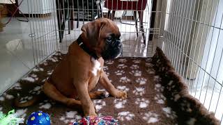 8 weeks old boxer puppy first barking [upl. by Akinor]