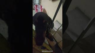 My bite monster 💀 little brother shorts tamil music bollywood song pets daschund doglover [upl. by Thin]