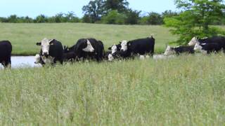 Rose Ridge Farms  Black Hereford Cattle [upl. by God]