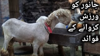 janwar KO exercise key FidayBakra Mandi goat animals [upl. by Fendig]