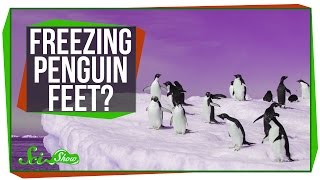 Why Dont Penguins Feet Freeze [upl. by Mmada969]