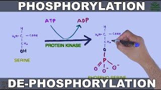 Phosphorylation and Dephosphorylation  Protein Phosphorylation [upl. by Albert]