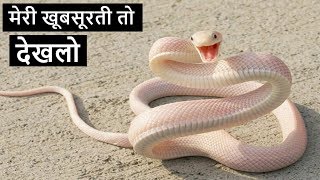 5 Most Beautiful Snakes In The World In Hindi [upl. by Vivl460]