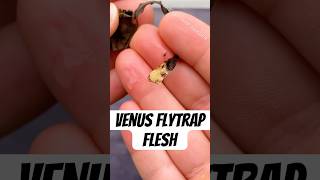 How to Propagate a Venus Flytrap [upl. by Collimore412]