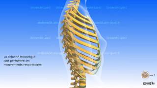 La colonne vertébrale Régions vertébrales et courbures vertébrales [upl. by Amrak851]