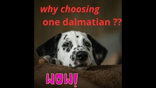 Why Dalmatians Make Great Pets  Pros and Cons [upl. by Nimaj977]