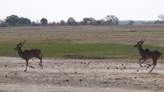 Male Kudu Antelope running on the Chobe riverfront [upl. by Razaile]