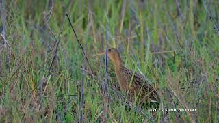 Ridgeways Rail  Vocalization [upl. by Fira]