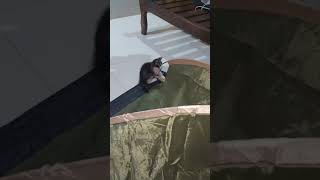 viralvideo gatuno terreneitor [upl. by Eiruam205]