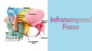 Infratemporal Fossa Boundaries and Contents  Temporal Region  Head and Neck  Anatomy [upl. by Yelsiap]